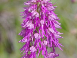 Orchis_anthropophora_x_O._italica_Alvaiazere-1